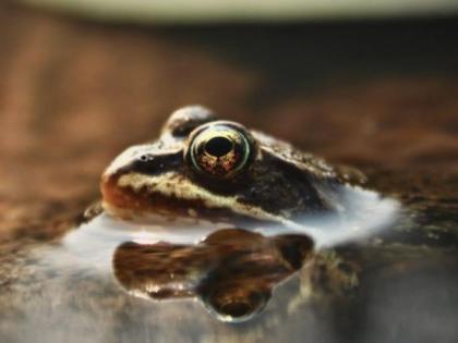 Here's how toxin sponges protect poisonous frogs, birds from their own poisons | Here's how toxin sponges protect poisonous frogs, birds from their own poisons