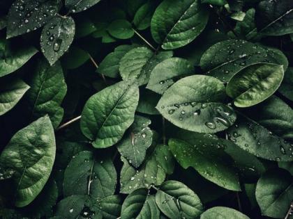 Study shows how plants activate their immune system against pathogens in rain | Study shows how plants activate their immune system against pathogens in rain Study shows how plants activate their immune system against pathogens in rain | Study shows how plants activate their immune system against pathogens in rain