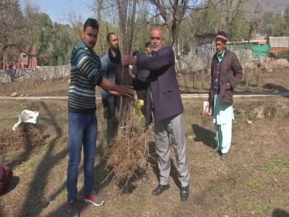 Horticulture Department provides subsidies to farmers to boost fruit plantation in J-K's Poonch | Horticulture Department provides subsidies to farmers to boost fruit plantation in J-K's Poonch