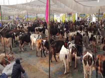 Vishal Pashudhan Vyapar Mela gives boost to dairy farming in J-K's Kathua | Vishal Pashudhan Vyapar Mela gives boost to dairy farming in J-K's Kathua