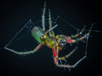 Spiders use webs as external eardrums for auditory sensing | Spiders use webs as external eardrums for auditory sensing