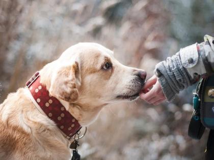 Study reveals dogs are sensitive to their humans' choice despite their own preference | Study reveals dogs are sensitive to their humans' choice despite their own preference Study reveals dogs are sensitive to their humans' choice despite their own preference | Study reveals dogs are sensitive to their humans' choice despite their own preference