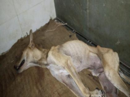 Sonam reports cruelty towards dog in Mumbai society, mal rights group calls for protest | Sonam reports cruelty towards dog in Mumbai society, mal rights group calls for protest