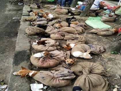 Nagaland bans sale of dog meat | Nagaland bans sale of dog meat