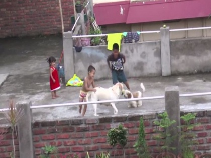 Ban on dog meat by Nagaland govt sparks debate | Ban on dog meat by Nagaland govt sparks debate