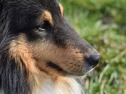 Study sets baseline for sleep patterns in healthy adult dogs | Study sets baseline for sleep patterns in healthy adult dogs Study sets baseline for sleep patterns in healthy adult dogs | Study sets baseline for sleep patterns in healthy adult dogs