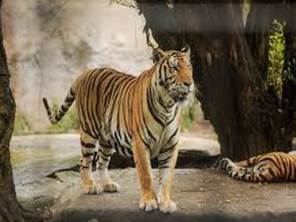 Cyclone Nisarga: Animals at Mumbai Zoo shifted to holding centres | Cyclone Nisarga: Animals at Mumbai Zoo shifted to holding centres