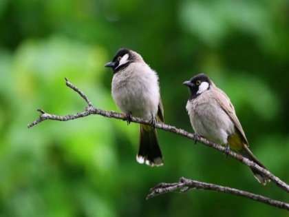 Traffic noise causes song learning deficits in birds: Study | Traffic noise causes song learning deficits in birds: Study