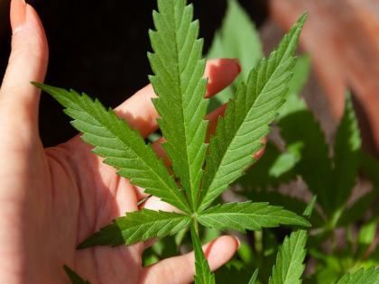 Morocco seizes 1.5 tonnes of cannabis | Morocco seizes 1.5 tonnes of cannabis