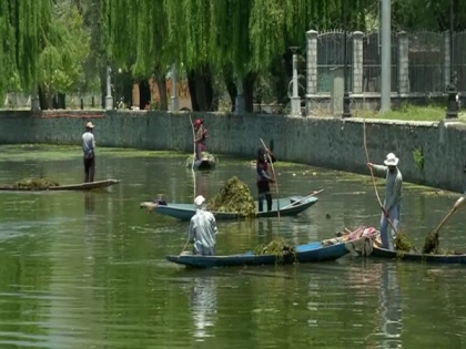 Cleaning drive on full swing in J-K's famous Dal Lake amid COVID-19 pandemic | Cleaning drive on full swing in J-K's famous Dal Lake amid COVID-19 pandemic