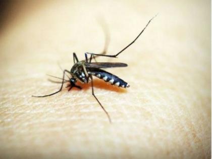 ICMR- VCRC develops bacteria-infected mosquitoes to control dengue strains | ICMR- VCRC develops bacteria-infected mosquitoes to control dengue strains