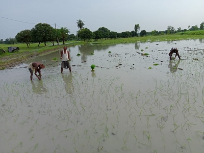 Cultivation of Bio-fortified rice gaining popularity in Bihar | Cultivation of Bio-fortified rice gaining popularity in Bihar