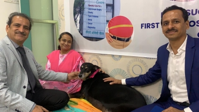 Obese dog undergoes 'weight-loss' surgery in Pune | Obese dog undergoes 'weight-loss' surgery in Pune