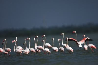 First-ever Bird Festival being organised in J&K | First-ever Bird Festival being organised in J&K