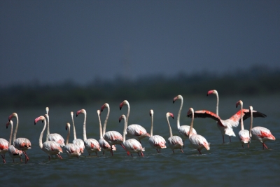 First-ever Bird Festival being organised in J&K | First-ever Bird Festival being organised in J&K First-ever Bird Festival being organised in J&K | First-ever Bird Festival being organised in J&K