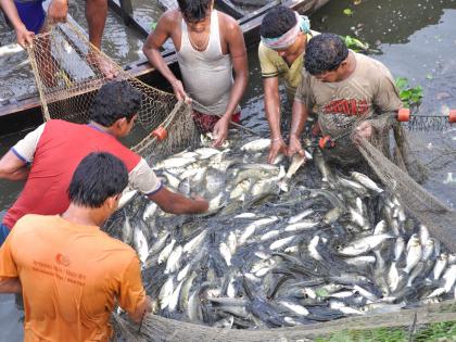 UP tops in pisciculture, to be awarded next week | UP tops in pisciculture, to be awarded next week