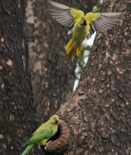 UP Forest team rescues 9 parrots at Pilibhit Tiger Reserve | UP Forest team rescues 9 parrots at Pilibhit Tiger Reserve