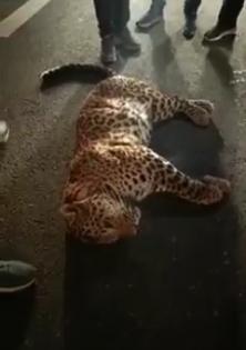 Leopard killed in road accident in K'taka | Leopard killed in road accident in K'taka