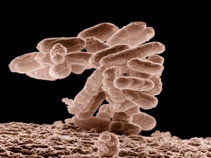 College cafeteria tables carry 60K times more bacteria than toilet seats: Study | College cafeteria tables carry 60K times more bacteria than toilet seats: Study College cafeteria tables carry 60K times more bacteria than toilet seats: Study | College cafeteria tables carry 60K times more bacteria than toilet seats: Study