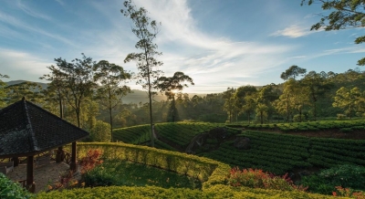 SL donates Ceylon Tea for Aus bushfire victims | SL donates Ceylon Tea for Aus bushfire victims SL donates Ceylon Tea for Aus bushfire victims | SL donates Ceylon Tea for Aus bushfire victims
