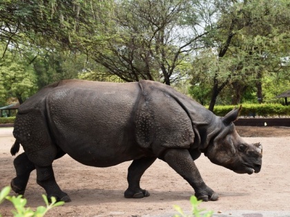 Nepal's Rhino population up by 16.5 pc in last 5 yrs | Nepal's Rhino population up by 16.5 pc in last 5 yrs