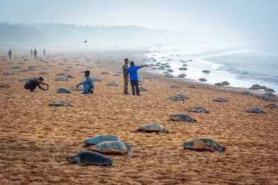 TN to form Marine Elite Force to protect Olive Ridley turtles | TN to form Marine Elite Force to protect Olive Ridley turtles TN to form Marine Elite Force to protect Olive Ridley turtles | TN to form Marine Elite Force to protect Olive Ridley turtles
