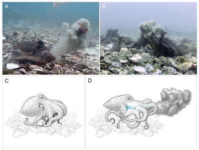 Female octopuses thwart male harassment by throwing debris: Study | Female octopuses thwart male harassment by throwing debris: Study