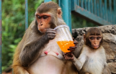 Baby monkey rescued from begging racket at Chennai's Marina beach | Baby monkey rescued from begging racket at Chennai's Marina beach Baby monkey rescued from begging racket at Chennai's Marina beach | Baby monkey rescued from begging racket at Chennai's Marina beach