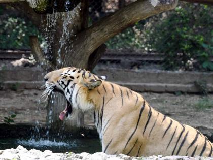 Tiger kills, devours farmer in UP | Tiger kills, devours farmer in UP