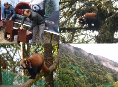Two pairs of Red Pandas restocked in the wild by Darjeeling Zoo | Two pairs of Red Pandas restocked in the wild by Darjeeling Zoo