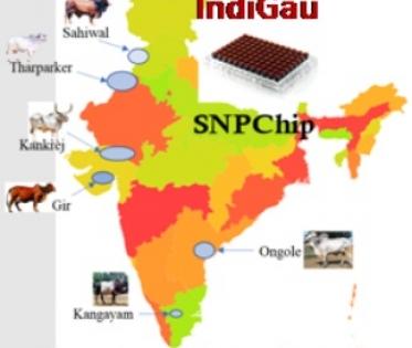 IndiGau, India's first cattle genomic chip, launched | IndiGau, India's first cattle genomic chip, launched