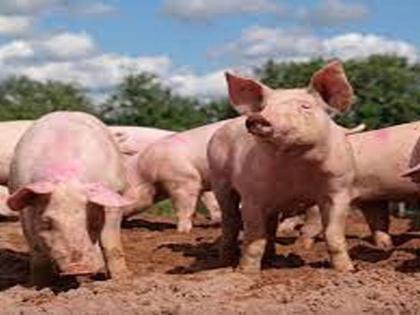 Mysterious disease hits pork market in Manipur, prices drop drastically | Mysterious disease hits pork market in Manipur, prices drop drastically Mysterious disease hits pork market in Manipur, prices drop drastically | Mysterious disease hits pork market in Manipur, prices drop drastically