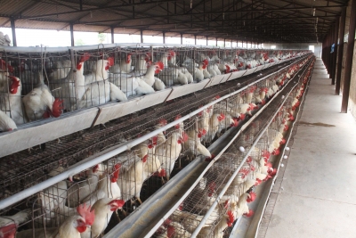 Karnataka district bans poultry from bird flu-bit Kerala | Karnataka district bans poultry from bird flu-bit Kerala
