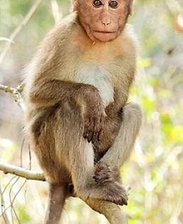 Monkeys chase man to death in UP | Monkeys chase man to death in UP