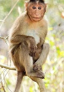 After China, more countries request for monkeys from Sri Lanka | After China, more countries request for monkeys from Sri Lanka After China, more countries request for monkeys from Sri Lanka | After China, more countries request for monkeys from Sri Lanka