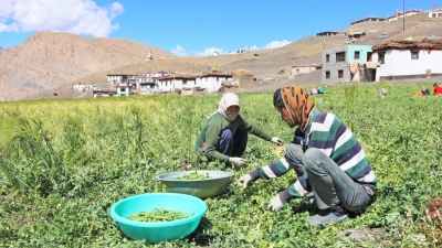 Himachal adapting to low-cost farming the natural way | Himachal adapting to low-cost farming the natural way