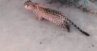 Leopard that entered pharma company premises in T'gana captured | Leopard that entered pharma company premises in T'gana captured