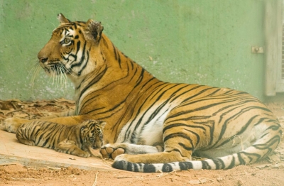 Maha's tiger count triples since 2010 despite poaching, shrinking corridors | Maha's tiger count triples since 2010 despite poaching, shrinking corridors