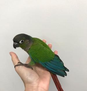 Vet gives parrot new wings to fly, Tweeple applaud | Vet gives parrot new wings to fly, Tweeple applaud Vet gives parrot new wings to fly, Tweeple applaud | Vet gives parrot new wings to fly, Tweeple applaud