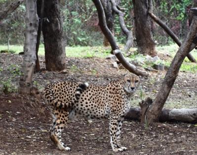 Hyderabad Zoo houses cheetah gifted by Saudi Arabia | Hyderabad Zoo houses cheetah gifted by Saudi Arabia
