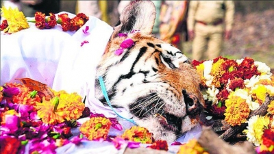 Sachin mourns death of legendary tigress 'Collarwali' | Sachin mourns death of legendary tigress 'Collarwali'
