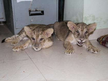 3 of 5 lion cubs die in Etawah lion safari | 3 of 5 lion cubs die in Etawah lion safari