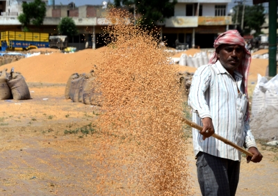 Wheat procurement under MSP likely to be lowest in last 10 years | Wheat procurement under MSP likely to be lowest in last 10 years Wheat procurement under MSP likely to be lowest in last 10 years | Wheat procurement under MSP likely to be lowest in last 10 years
