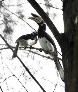 Hornbills create orchards in Arunachal's tropical forests | Hornbills create orchards in Arunachal's tropical forests