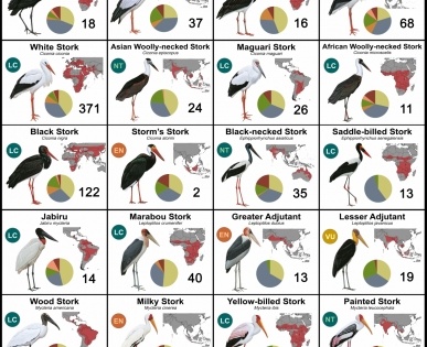 Stork researchers find major gaps in global Red List | Stork researchers find major gaps in global Red List