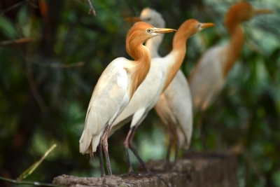 Large flocks of migratory birds descend on Vedathangal bird sanctuary in TN | Large flocks of migratory birds descend on Vedathangal bird sanctuary in TN Large flocks of migratory birds descend on Vedathangal bird sanctuary in TN | Large flocks of migratory birds descend on Vedathangal bird sanctuary in TN