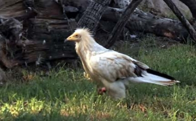 Rare Egyptian vulture found injured by manja, rescued | Rare Egyptian vulture found injured by manja, rescued