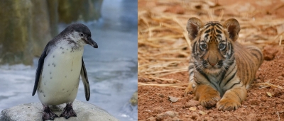 Mumbai zoo welcomes Royal Bengal tiger cub, Humboldt penguin chick | Mumbai zoo welcomes Royal Bengal tiger cub, Humboldt penguin chick
