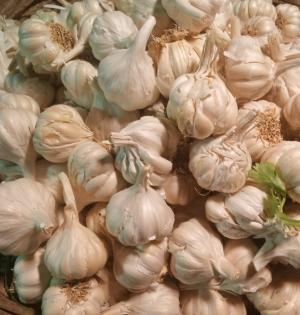 Upset over poor returns, Guj farmers distribute garlic for free | Upset over poor returns, Guj farmers distribute garlic for free