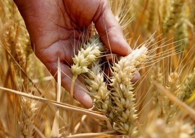 Shehbaz wants to import wheat from Russia | Shehbaz wants to import wheat from Russia